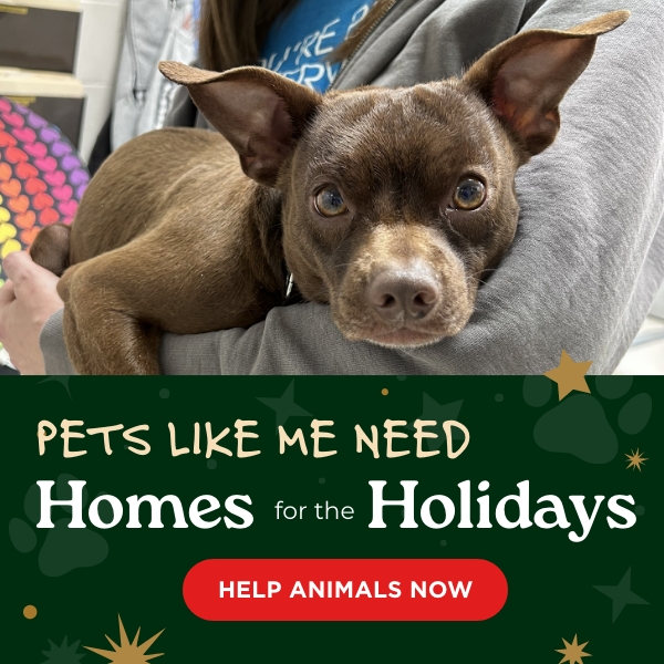 https://give.vhslifesaver.org/